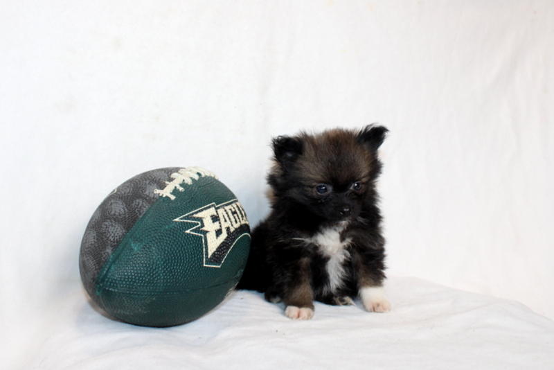 puppy, for, sale, Pomeranian, Matthew B. Stoltzfus, dog, breeder, Gap, PA, dog-breeder, puppy-for-sale, forsale, nearby, find, puppyfind, locator, puppylocator, aca